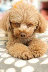 眠そうなトイ・プードル