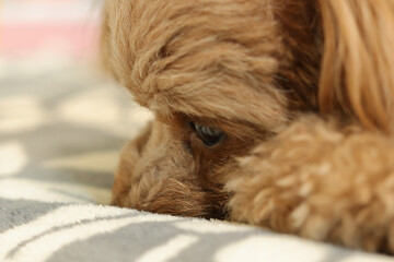 退屈そうなトイ・プードル