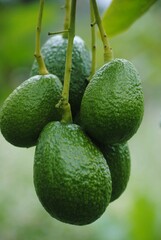 a bunch of avocados still on the tree, hanging from thin green branches. The fruits have a characteristic rough texture and an intense green color. Four avocados are seen in the foreground, well forme
