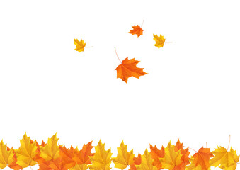 Fototapeta premium Leaves for Design