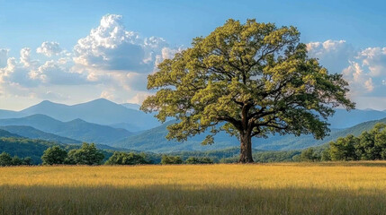 Lone tree in a golden field with mountains.
