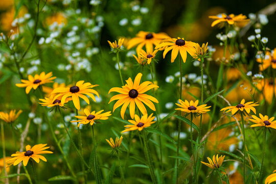 Black-Eyed Susans, Great Smoky Mountains National Park
