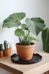Elegant potted plant with large green leaves.