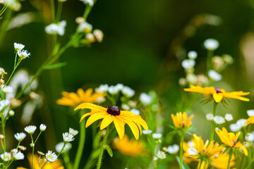Black-Eyed Susans, Great Smoky Mountains National Park