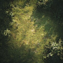 Green grass and plants under soft sunlight.