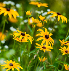 Black-Eyed Susans, Great Smoky Mountains National Park