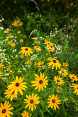 Black-Eyed Susans, Great Smoky Mountains National Park