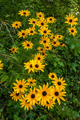 Black-Eyed Susans, Great Smoky Mountains National Park