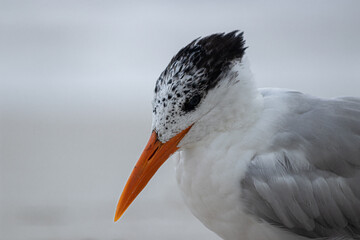 Portrait of a South American tern in Yucatan, Mexico. (Sterna hirundinacea)