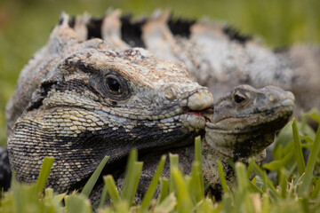 Male black spiny-tailed iguana biting a female iguana for reproduction in Mexico (Ctenosaura similis)