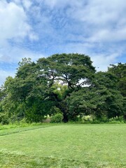 Fototapeta premium tree in the park