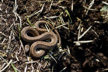 Brown Snake curled up in the garden