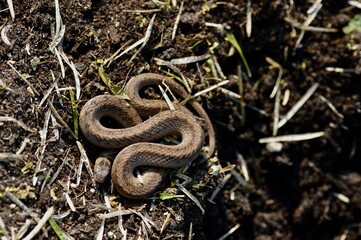 Brown Snake curled up in the garden