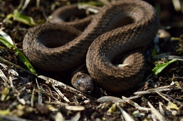 Brown Snake curled up in the garden