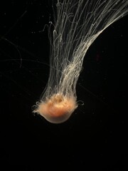 jellyfish