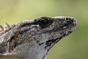 Portrait of an Iguana from Mexico (Ctenosaura similis)