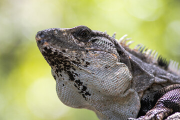Close-up portrait of an Iguana from Mexico (Ctenosaura similis)
