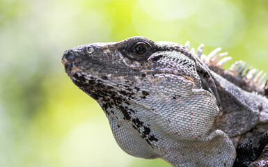Close-up portrait of an Iguana from Mexico (Ctenosaura similis)