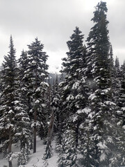 Aerial view of snowy mountains with snow covered pine trees during winter at very low temperatures