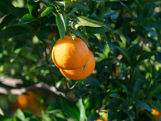 果実を付けたミカン畑の風景
