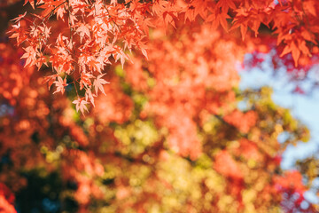 秋の紅葉、紅葉したモミジの葉（茨城県つくば市　洞峰公園）