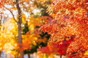 秋の紅葉、紅葉したモミジの葉（茨城県つくば市　洞峰公園）