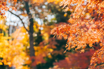 秋の紅葉、紅葉したモミジの葉（茨城県つくば市　洞峰公園）