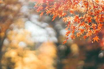 秋の紅葉、紅葉したモミジの葉（茨城県つくば市　洞峰公園）