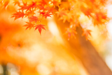 秋の紅葉、紅葉したモミジの葉（茨城県つくば市　洞峰公園）