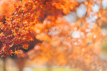 秋の紅葉、紅葉したモミジの葉（茨城県つくば市　洞峰公園）