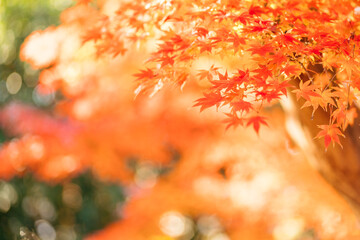 秋の紅葉、紅葉したモミジの葉（茨城県つくば市　洞峰公園）