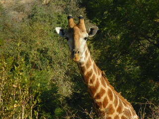 giraffe in the wild © Luisa