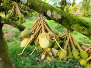 Close-up of durian flowers blooming on the tree in a garden in the Mekong Delta Vietnam..