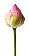 High-Quality PNG pink lotus flower bud on white background