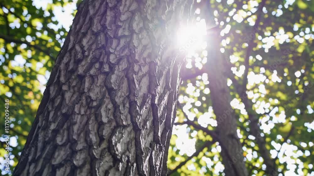 Aufkleber close-up of tree bark with sunlight filtering through leaves in a forest