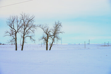 Bare trees punctuate a cold snow covered landscape in central North Dakota as it waits for warm spring days ahead.