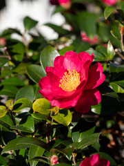 鮮やかな山茶花の花