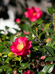 鮮やかな山茶花の花