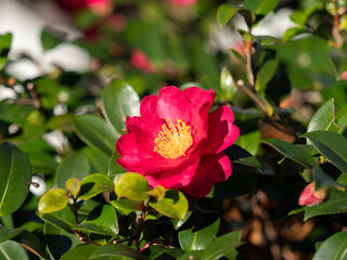 鮮やかな山茶花の花