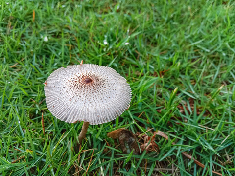 Mushroom on the green grass. Leucocoprinus brebissonii or skullcap dapperling mushroom.