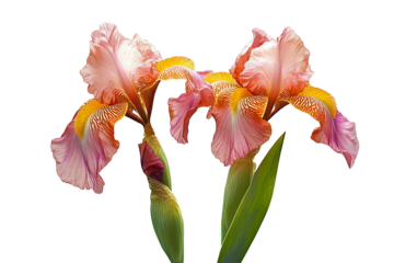High-Quality PNG pink and orange irises on white background