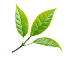 High-Quality PNG green tea leaves sprig on white background