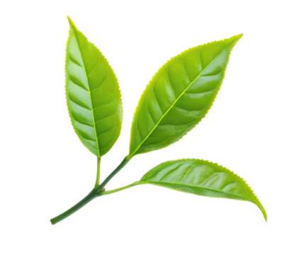 High-Quality PNG green tea leaves sprig on white background
