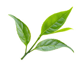 High-Quality PNG green tea leaves on white background