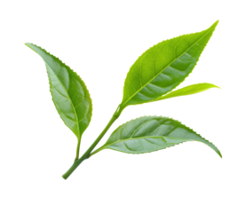 High-Quality PNG green tea leaves on white background