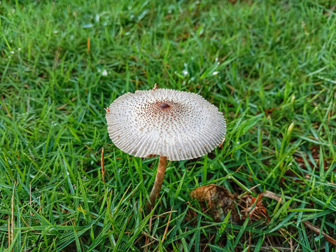 Mushroom on green grass. Leucocoprinus brebissonii is a species of mushroom producing fungus in the family Agaricaceae. Leucocoprinus brebissonii or skullcap dapperling mushroom. 