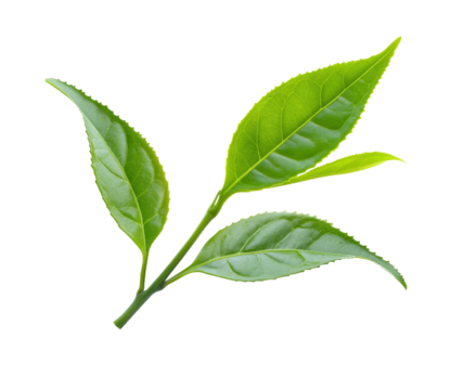 High-Quality PNG green tea leaves on white background