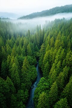 Misty Forest Landscape with River Surrounded by Lush Green Trees
