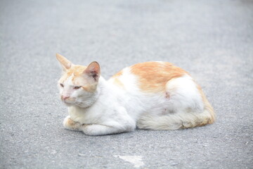 Fototapeta premium stray cat on the street with blurred background