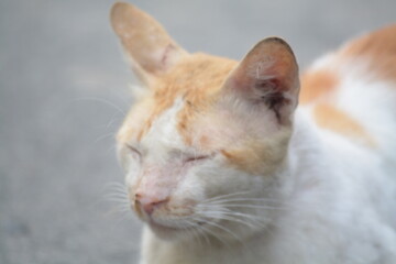 stray cat on the street with blurred background